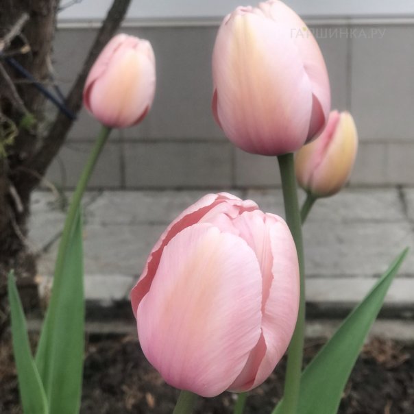 превью изображения отзыва