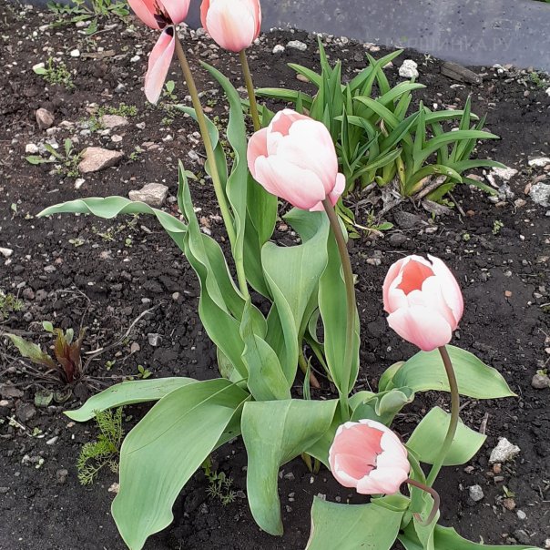 превью изображения отзыва