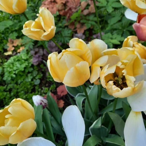 превью изображения отзыва