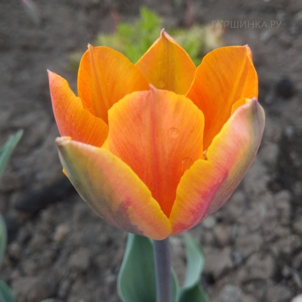 превью изображения отзыва