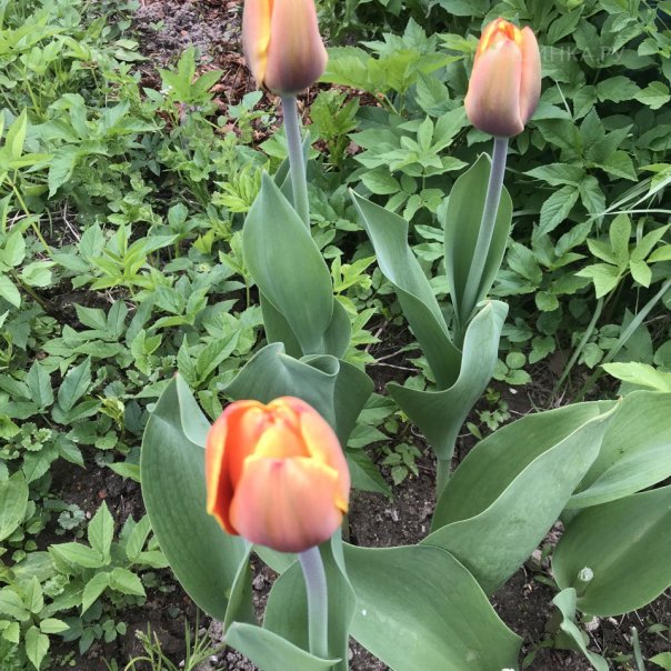 превью изображения отзыва