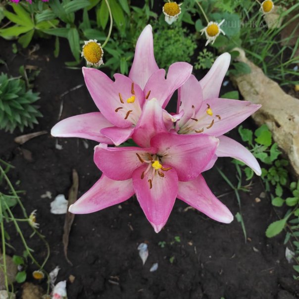 превью изображения отзыва