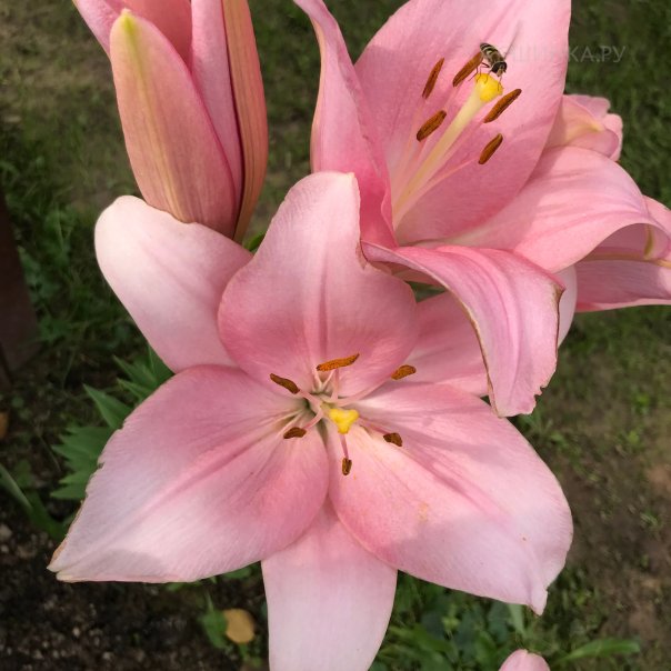 превью изображения отзыва