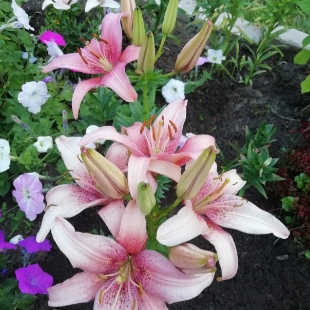 превью изображения отзыва