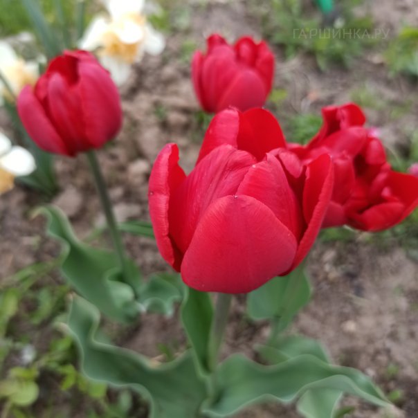 превью изображения отзыва