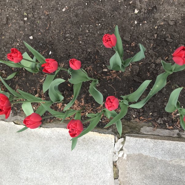 превью изображения отзыва