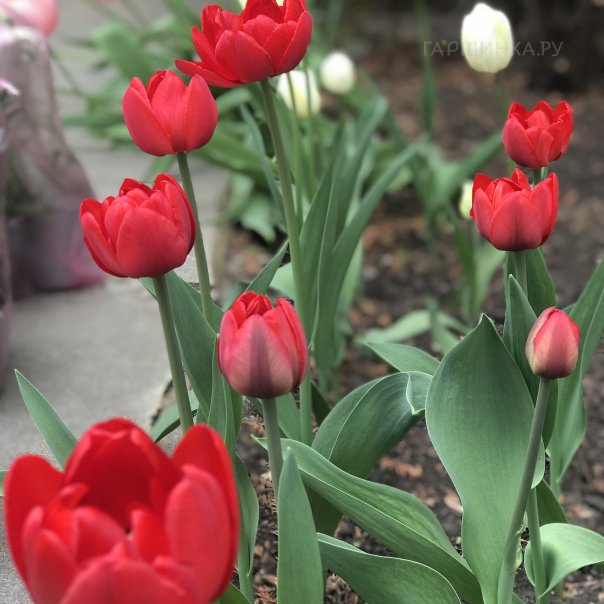 превью изображения отзыва