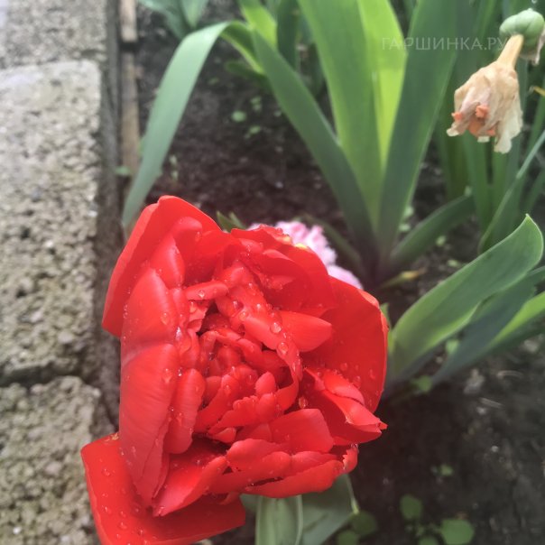 превью изображения отзыва