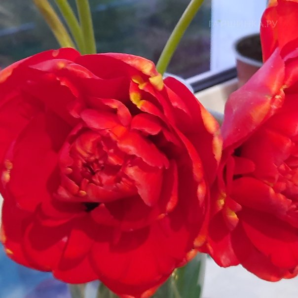 превью изображения отзыва