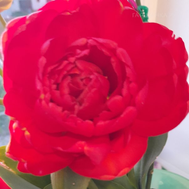 превью изображения отзыва