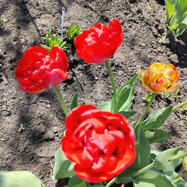 превью изображения отзыва