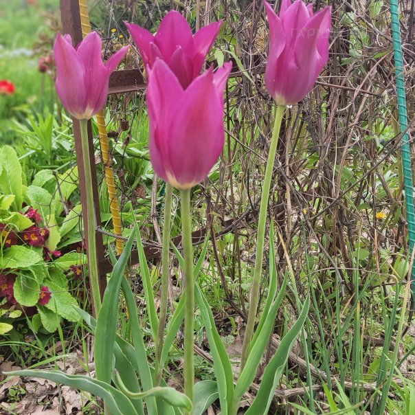 превью изображения отзыва