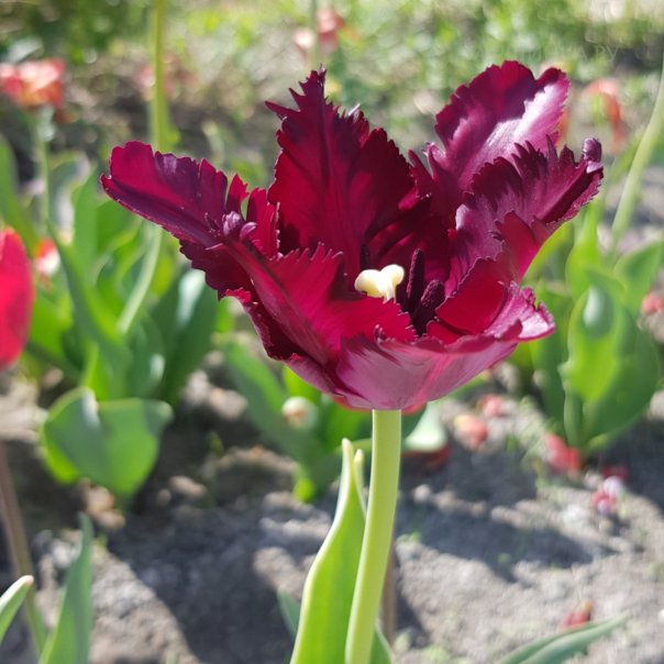 превью изображения отзыва