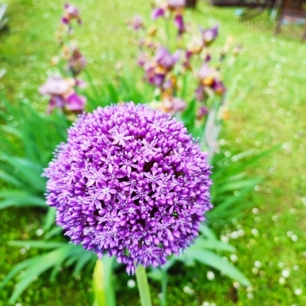 превью изображения отзыва