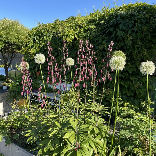 превью изображения отзыва