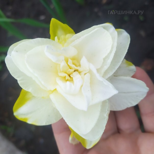 превью изображения отзыва