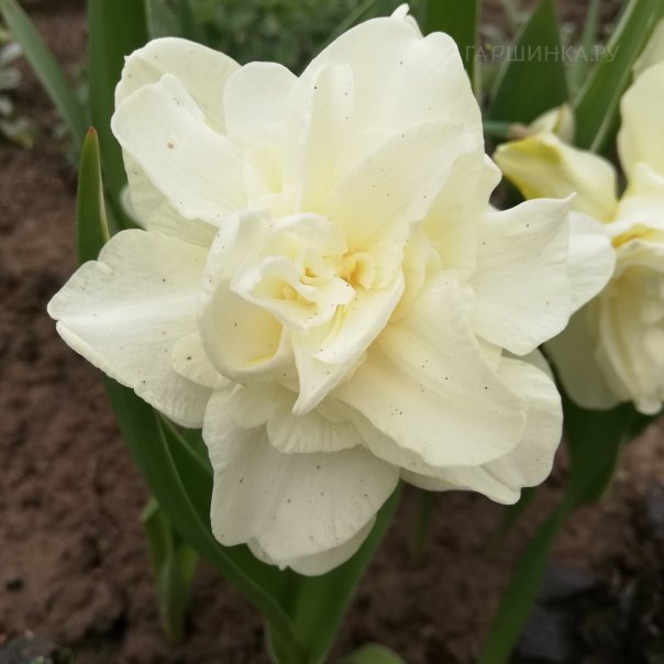 превью изображения отзыва