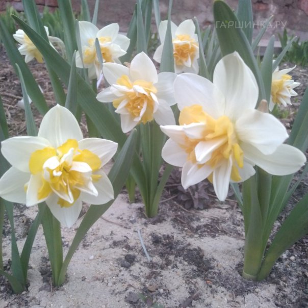 превью изображения отзыва