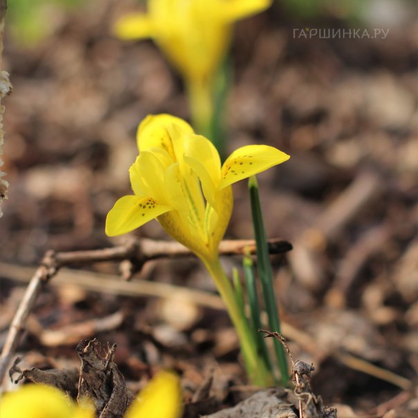превью изображения отзыва