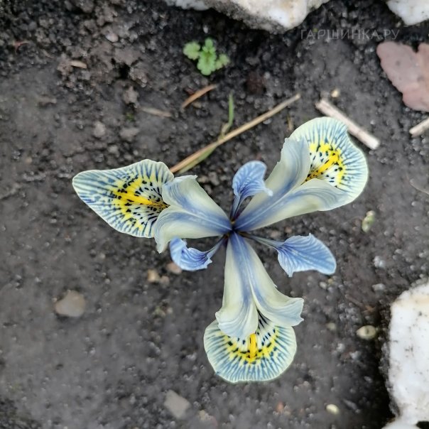 превью изображения отзыва