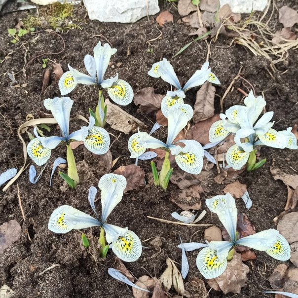 превью изображения отзыва