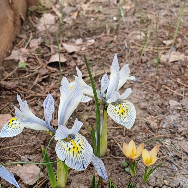 превью изображения отзыва