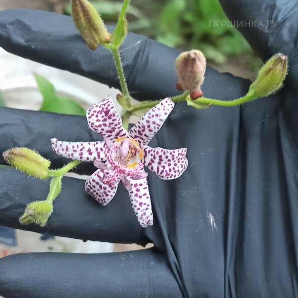 превью изображения отзыва