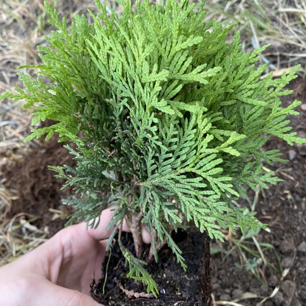 превью изображения отзыва