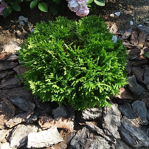 превью изображения отзыва