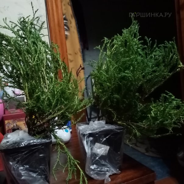 превью изображения отзыва