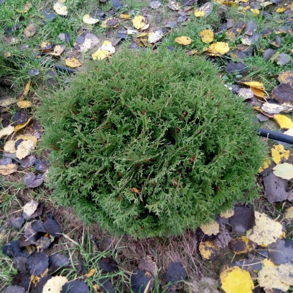 превью изображения отзыва