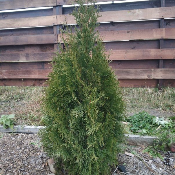 превью изображения отзыва