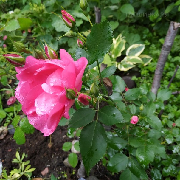 превью изображения отзыва