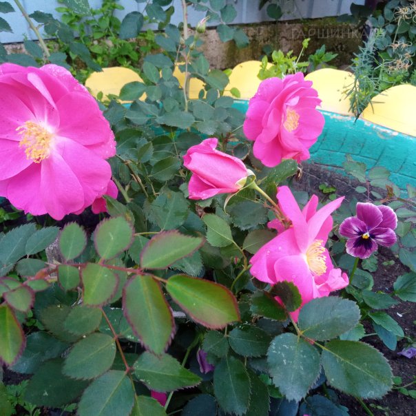 превью изображения отзыва