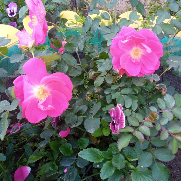 превью изображения отзыва