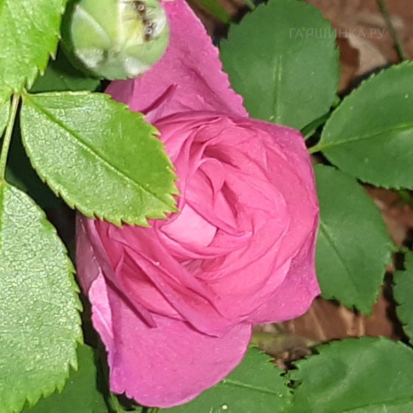 превью изображения отзыва