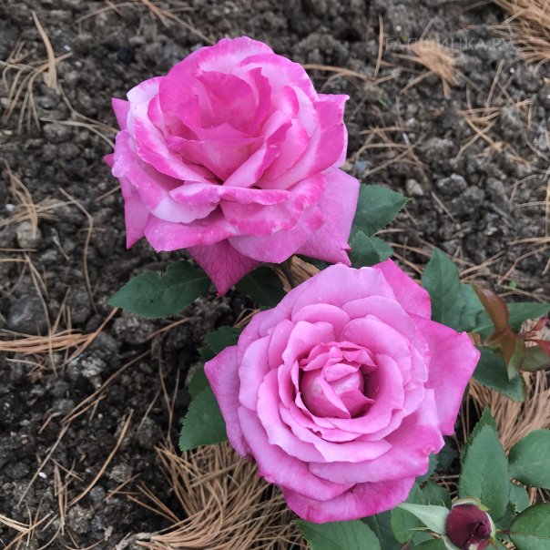 превью изображения отзыва