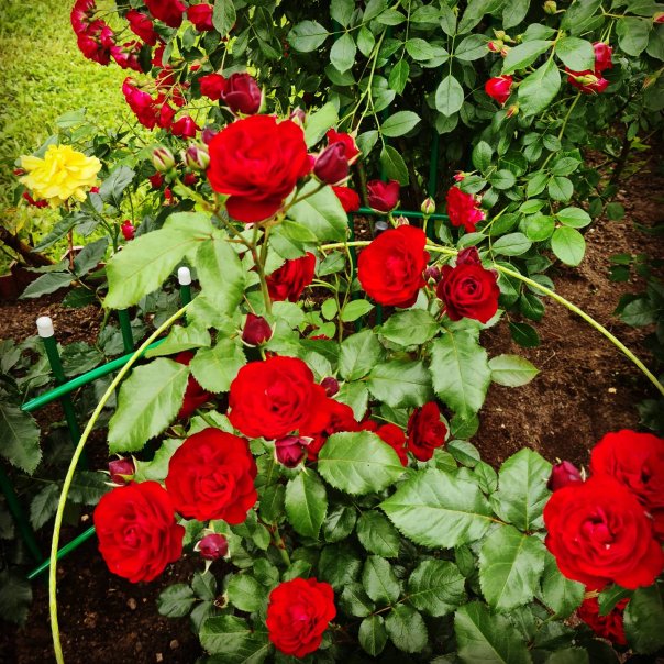 превью изображения отзыва