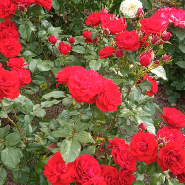 превью изображения отзыва