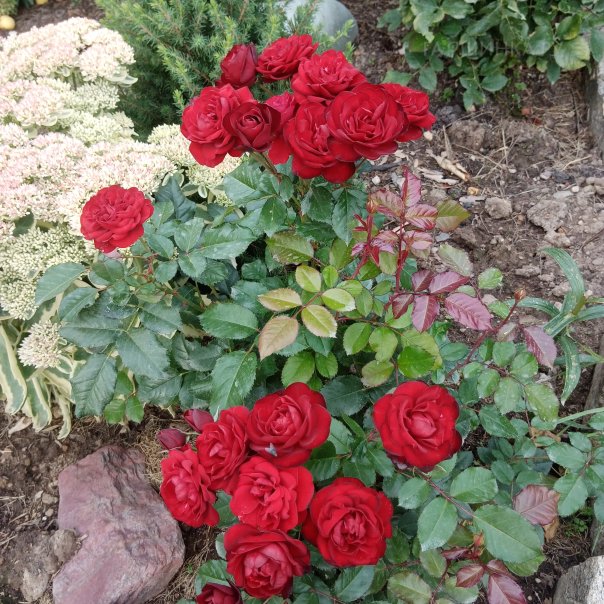 превью изображения отзыва