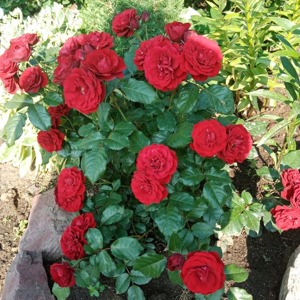 превью изображения отзыва