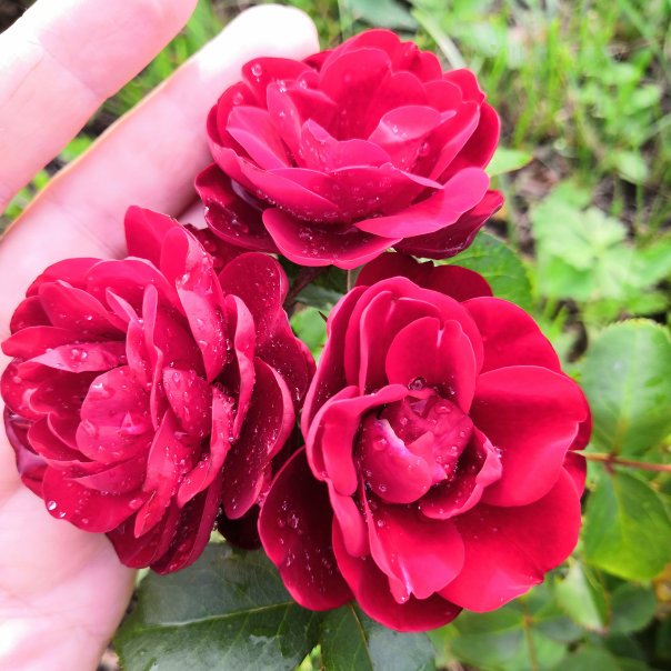 превью изображения отзыва