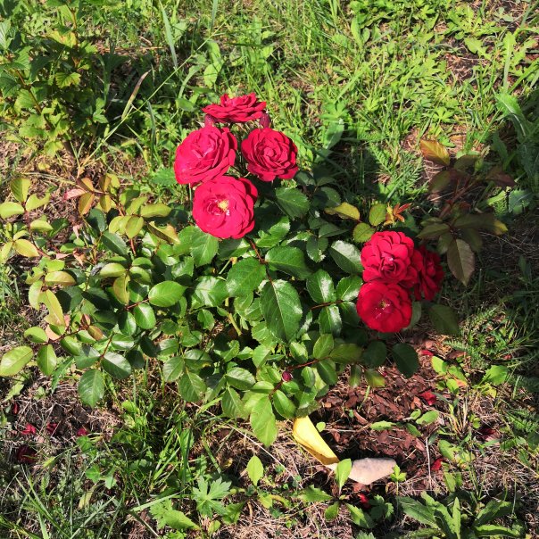 превью изображения отзыва