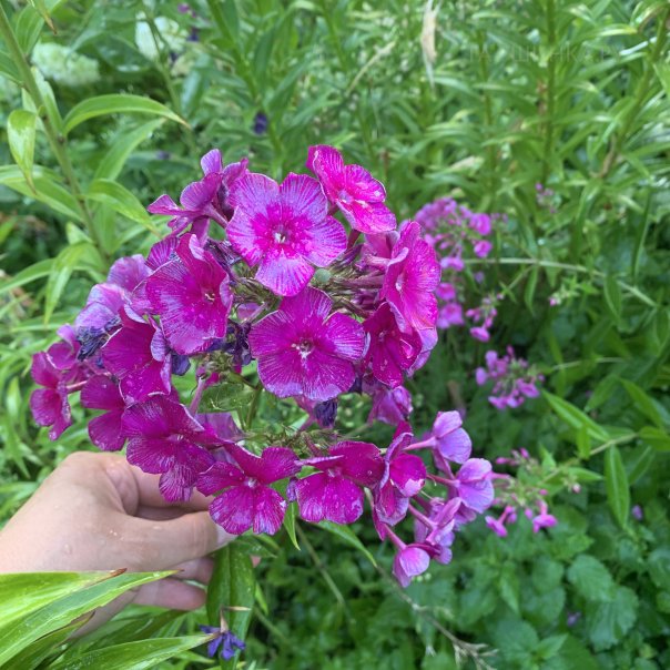 превью изображения отзыва