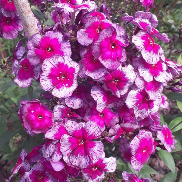 превью изображения отзыва