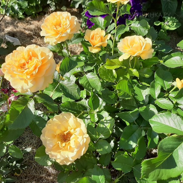 превью изображения отзыва