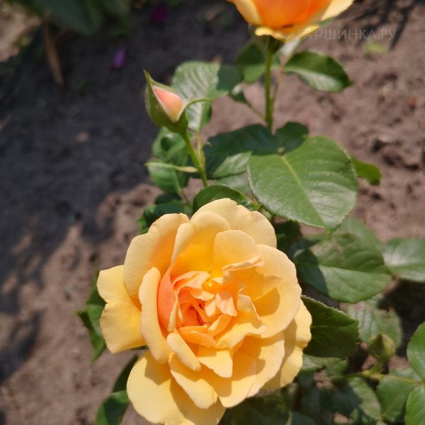 превью изображения отзыва