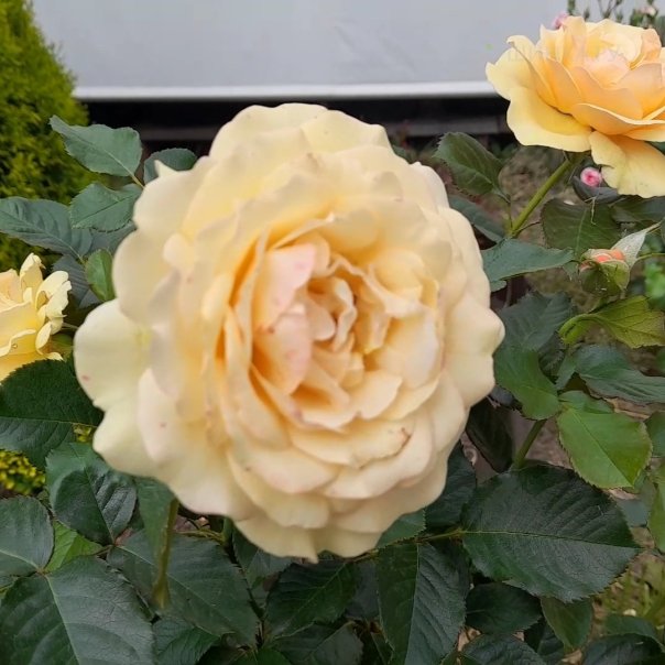 превью изображения отзыва