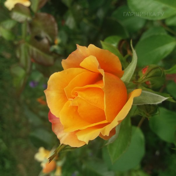 превью изображения отзыва