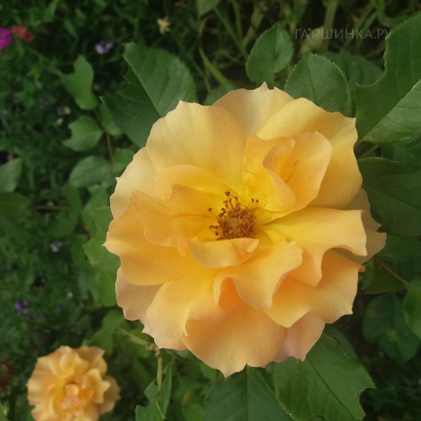 превью изображения отзыва